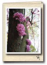 Cercis flowers Cercis flowers