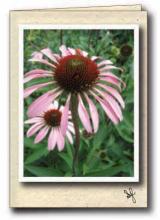 Echinacea flowers