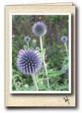 Thistle flowers