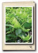 Dogwood tree with green leaves Dogwood tree with green leaves