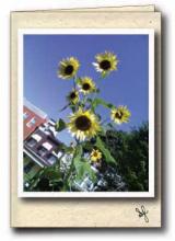 Sunflowers against a blue sky