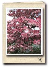 Dogwood tree in bloom