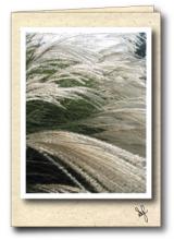 Close up of blades of grass Close up of blades of grass