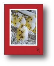 Witch Hazel holiday card Witch Hazel holiday card