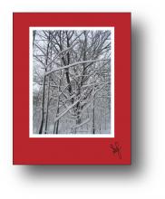 Snow Branches holiday card