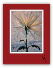 Mum flower close up Mum flower close up