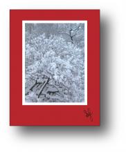 Snow Tree holiday card
