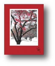 Snow Cherry holiday card