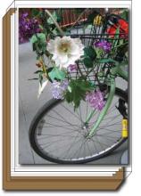 Flower Bike box set
