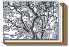 Snow Silhouette box set Snow Silhouette box set